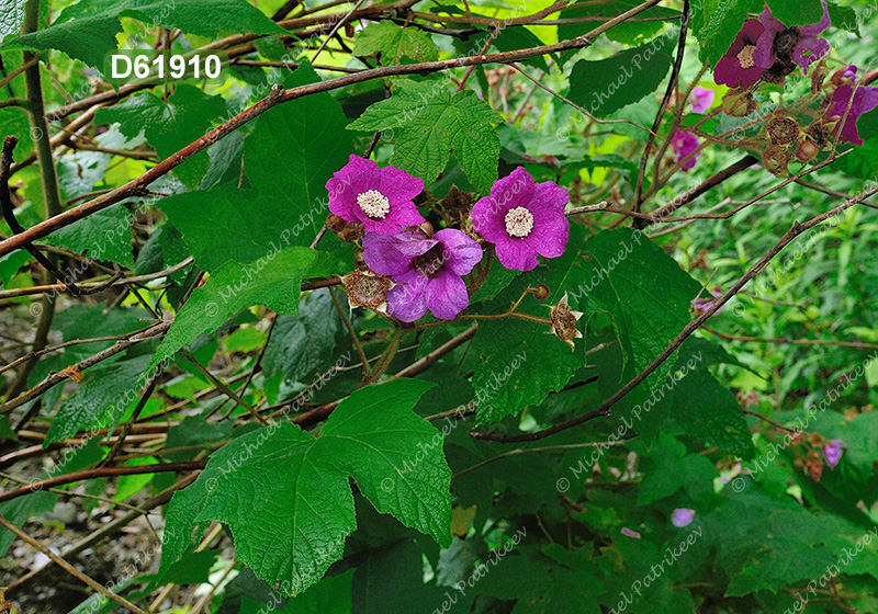 Purple-flowering Raspberry (Rubus odoratus)